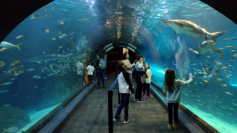 shark tunnel at the Adventure Aquarium