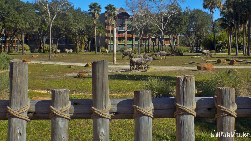 5 Reasons to Stay at Disney's Animal Kingdom Jambo House - Where the