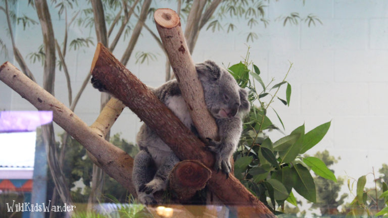 ZooTampa at Lowry Park - koala
