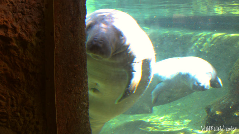 ZooTampa at Lowry Park - Manatees