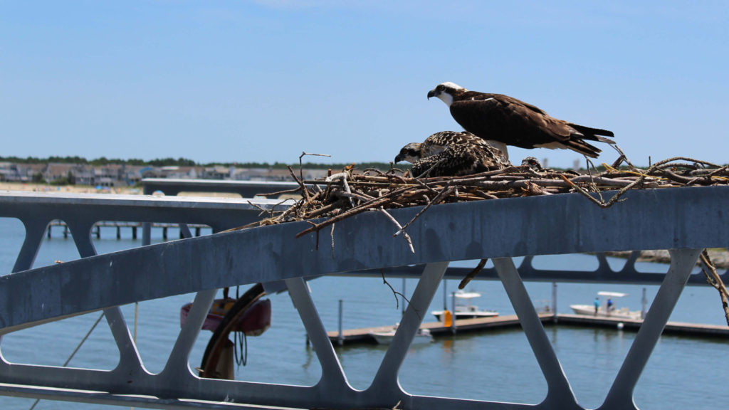 Birds nest at the Lewes harbor