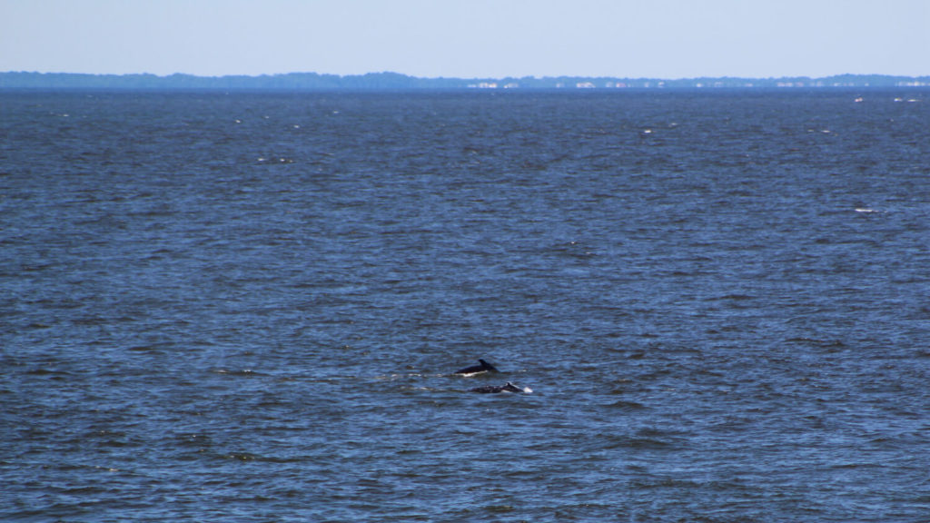 Dorsal fins of two humpback whales