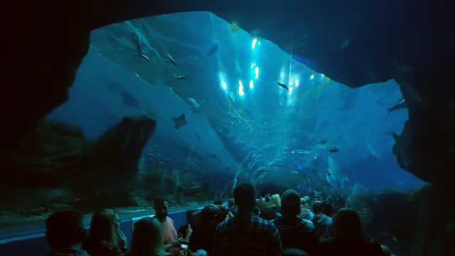 The Georgia Aquarium and Other Atlanta Attractions for Kids - Where the ...