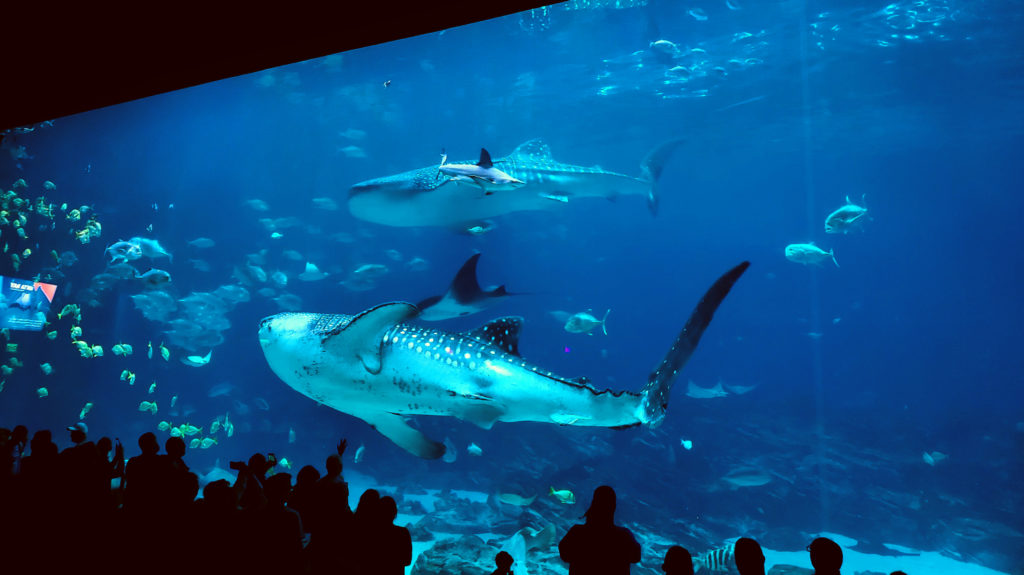 A whale shark swims by at the Georgia Aquarium