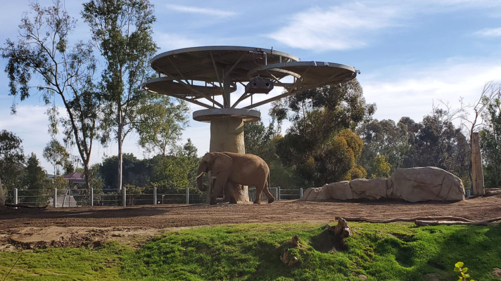 Elephants at the San Diego Zoo