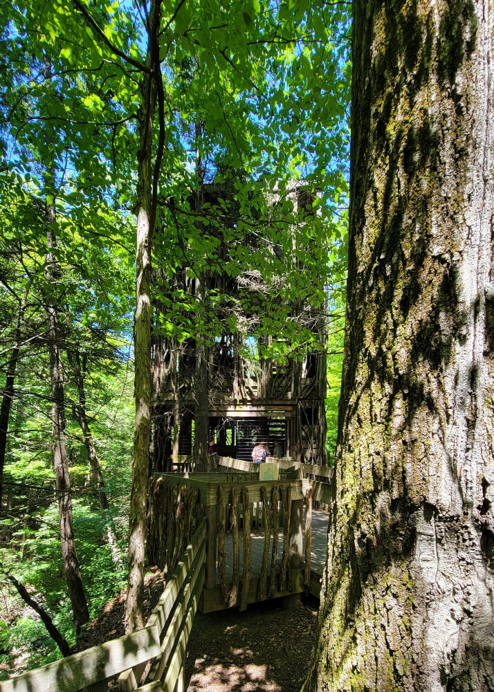 weekend in the finger lakes with kids - Cayuga Nature Center Tree House