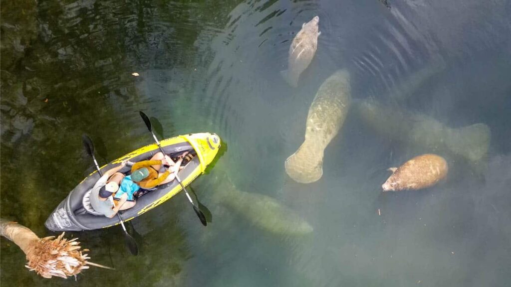 two people kayak with manatees