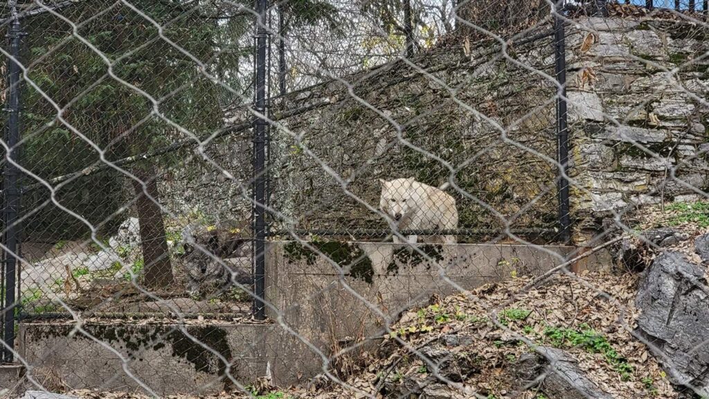 a gray wolf seen through a chink link fence