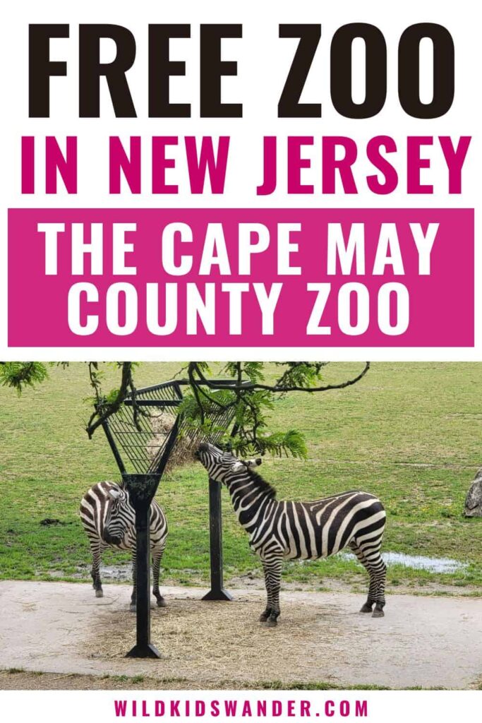 The Cape May County Zoo is and fun and FREE zoo to visit in Southern New Jersey