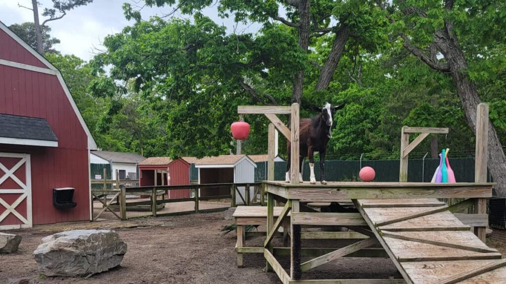 A goat stands on top of a wooden structure at the Cape May County Zoo