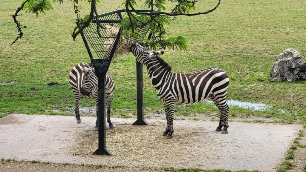 Two zebras munch at a feeder at the Cape May Zoo