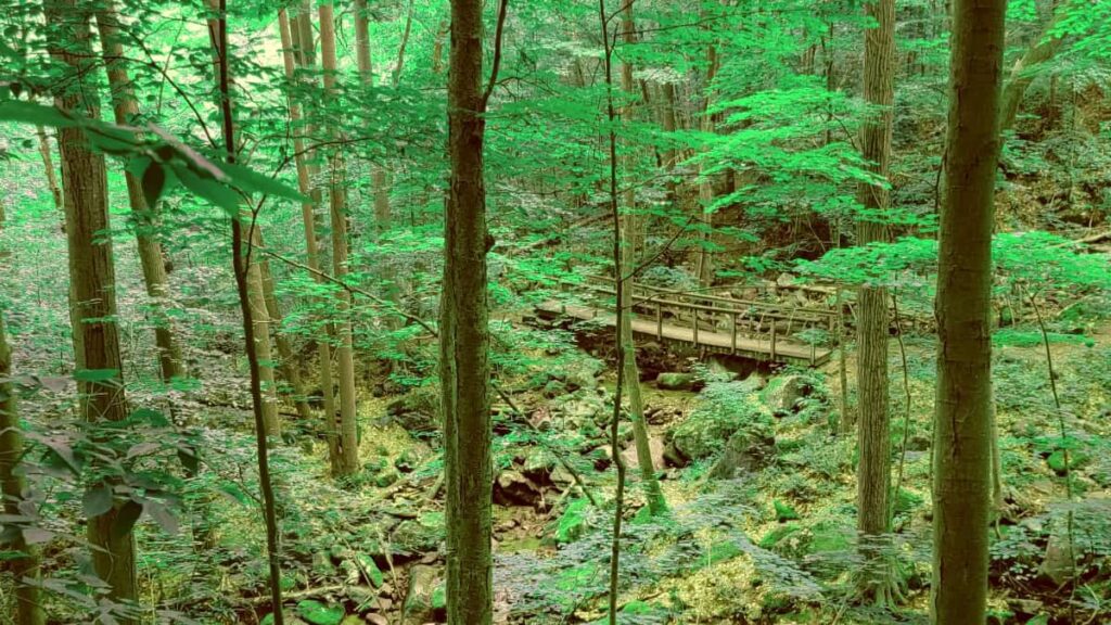 View of a wooden footbridge in a green forest 