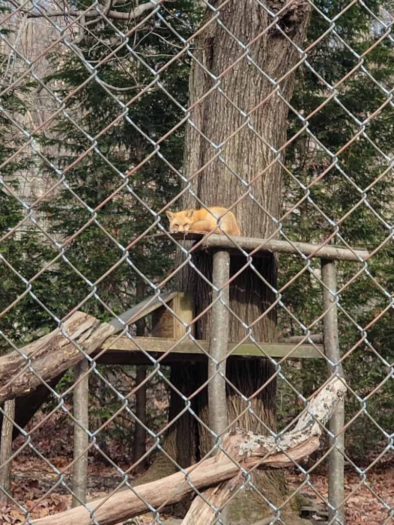 a fox is curled up on top of a wooden platform next to a tree