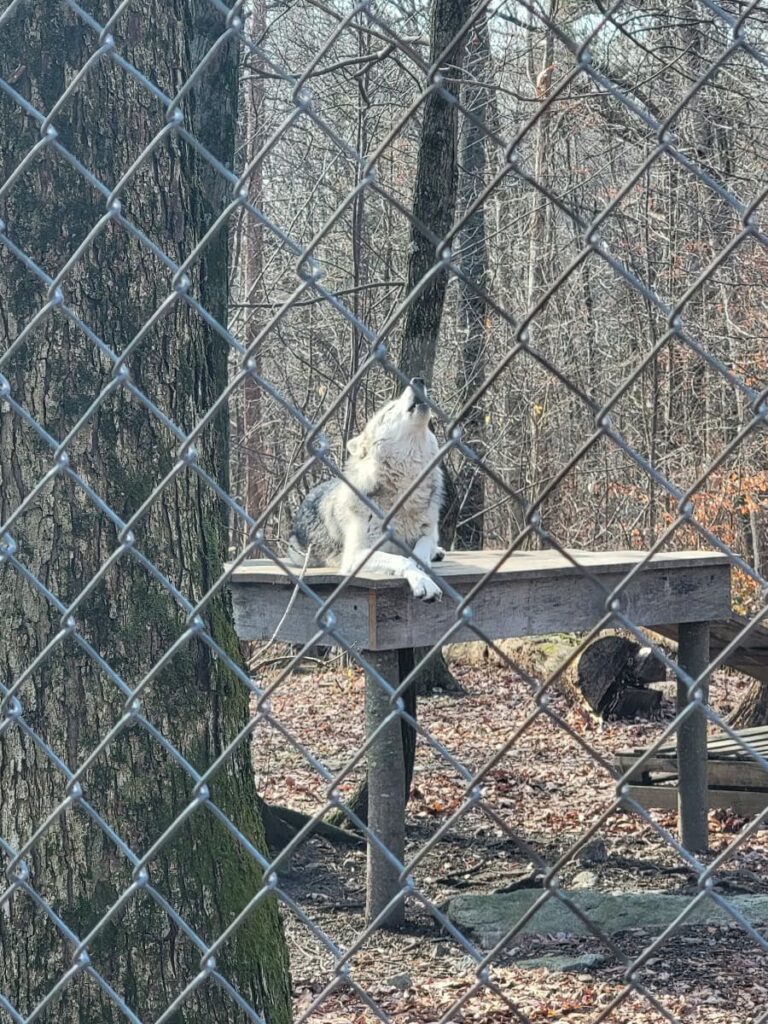 a howling wolf lays on a wooden platform