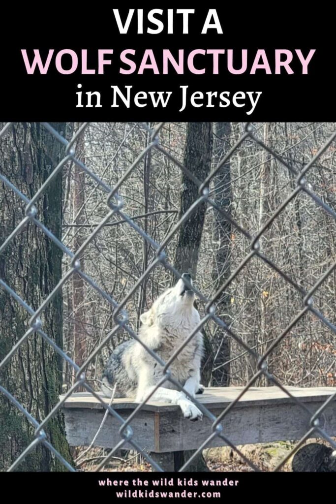 the lakota wolf preserve is a fantastic wolf refuge in new jersey that educates visitors on wolves, lynx, bobcats, and foxes