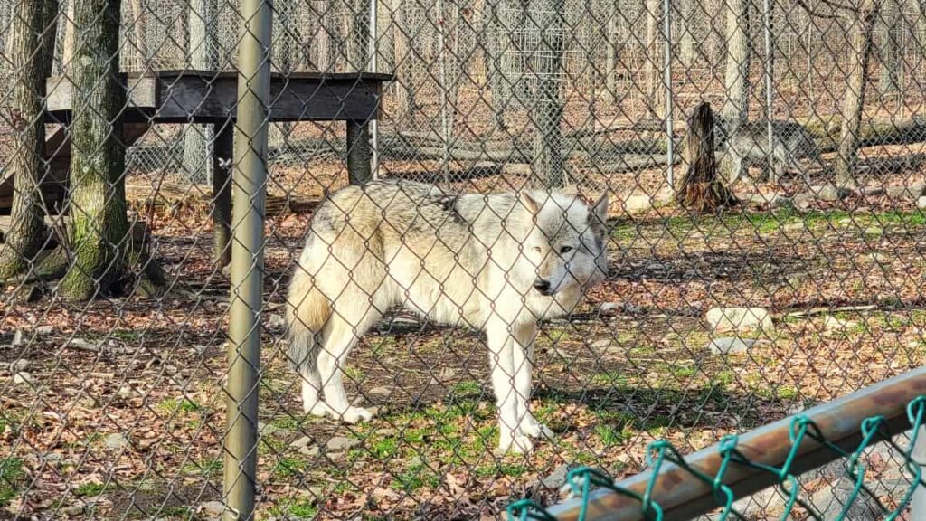 A wolf stands behind a fence at a wolf sanctuary in new jersey