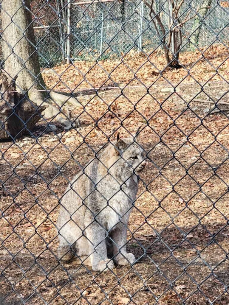 a lynx sits next to a fence at a wolf sanctuary in new jersey