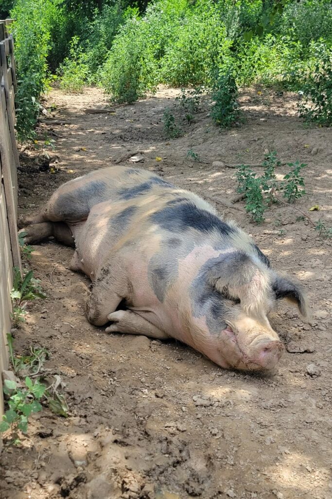 A pig sleeps in the dirt