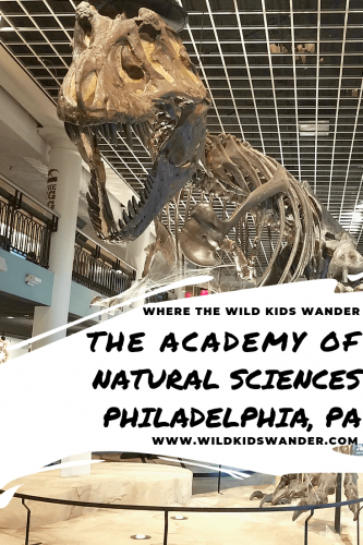 The Academy of Natural Sciences in Philadelphia is a fun, kid-friendly, natural history museum. The museum features dinosaurs, butterflies, and animal dioramas and other special exhibits.- Where the Wild Kids Wander - #Philadelphia #naturalhistorymuseum #familytravel