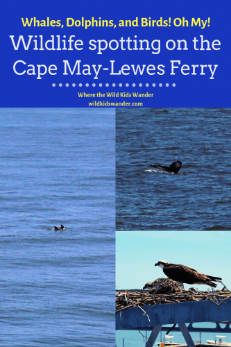 The Cape May-Lewes Ferry is more than just transportation. Between the wildlife sightings, the fun at the terminals, and the delicious food and drinks, the ferry is its own destination! Read about why we loved our adventure on the Cape May-Lewes Ferry and why you should add it to your travel bucket list. - Where the Wild Kids Wander #newjersey #capemay #delaware #lewes #ferrytravel #familytravel