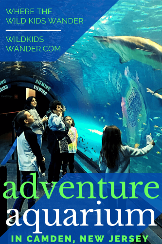 From the shark tunnel, to the hippos, to the animal interactions, the Adventure Aquarium in New Jersey is a fun place to bring the kids! - Where the Wild Kids Wander - New Jersey | Camden | Philadelphia | Family Activities | Family Travel | Things to Do With Kids